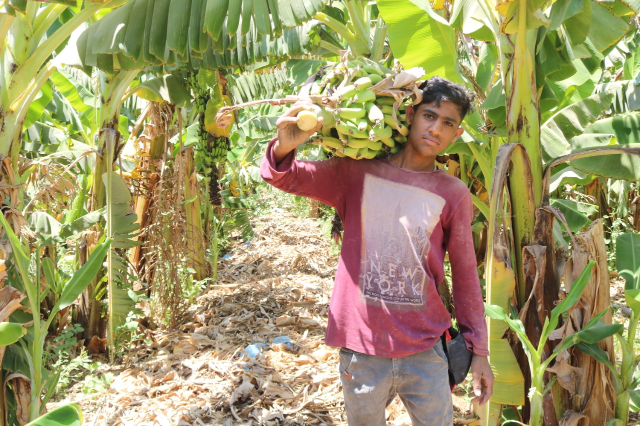 Multi-sector alliance to eliminate worst forms of child labor in the agriculture sector 